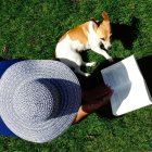 El verano aumenta el número de abandonos de mascotas.