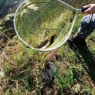 La temporada de pesca en los ríos de la provincia leonesa afronta un escenario propicio.