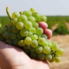 La mayor parte de la superficie amparada por la DO Rueda está dedicada a la variedad Verdejo.