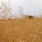La ola de calor de los últimos días está pasando ya factura al campo, aunque no se aprecian daños irreparables.