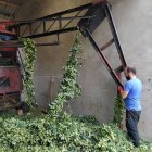 Un joven agricultor trabaja con el lúpulo en la peladora.