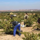 Cosecha en la zona de Zamora.