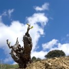 Sus viñedos están a gran altura.