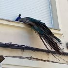 Un pavo real se encarama en una ventana en León.