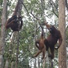 Orangutanes en unos árboles en Indonesia.