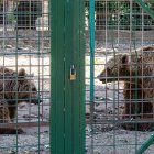 Luna y Ponderoso conviven desde los albores de los años noventa en una jaula de apenas 800 metros cuadrados en el coto escolar de León.