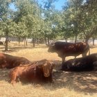 Actualmente hay 167 ganaderías que albergan a casi 37.000 animalesde.