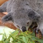 Fotografía de un Koala en Sidney (Australia).