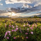 Puesta de sol sobre un valle de rosas en Bulgaria, atractivo turístico del país.