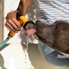 Un perro se refresca del calor.