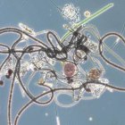El potencial curativo de los microorganismos es un avance con muchas incógnitas.