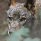 Ejemplar de lobo ibérico en Belmonte (Asturias).