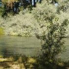 Tramo del río Esla donde se prevee que se construirá el nuevo puente.