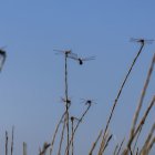 Mosquitos y libélulas en una albufera.
