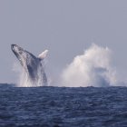 Avistamiento de ballenas jorobadas en Río de Janeiro.