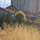 El operario de jardines, tapado a la derecha por las hierbas «gigantes».