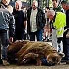 Uno de los osos, ya sedado, antes de emprender el viaje