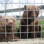 Luna y Ponderoso en el Coto Escolar