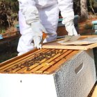 La miel tiene múltiples propiedades