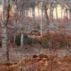 Archivo - Dos ejemplares de lince ibérico liberados en el Cerrato palentino.