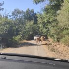 Esta situación provoca situaciones de peligro.