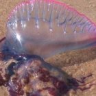 Imagen de archivo de una caravela portuguesa