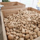 Castilla y León es una de las principales productoras de este tubérculo.