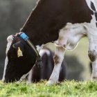 Una vaca con el collar inteligente.