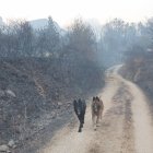 Unos perros pasean por el campo arrasado por las llamas en Las Médulas.