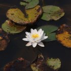 Los nenúfares del lago Sumido de las Médulas se quemaron, pero la flor sigue viva.
