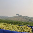 Recogida de uva en viñedos de Villafranca del Bierzo