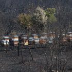 Miles de colmenas han quedado arrasadas por las llamas, lo que va a provocar un drama lagoral. En la imagen, Voces.