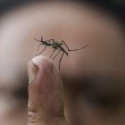 Plano detalle de un mosquito del género Toxorhynchites (Toxo).