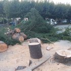 La tala de los cedros a primera hora de la mañana junto a la Colegiata de Villafranca.