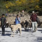 José Manuel Sánchez y su rebaño de 1.700 ovejas, en una imagen de archivo.