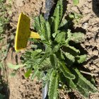 Cultivo experimental de Sideritis borgiae en el Huerto Fcayc.
