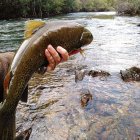 La temporada de pesca bajará el telón el 15 de octubre en Castilla y León.
