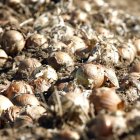 Recolección de cebolla en un cultivo de la zona de Jamuz.