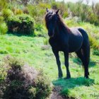 Cría de caballo en la Reserva de Anciles (Riaño).