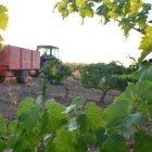 Vendimia en Bodegas Gordonzello, en Gordoncillo.