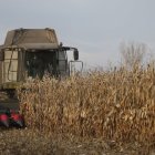 Una cosechadora trabaja en un campo de maíz en un campo cultivado en la provincia leonesa.