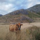 Las vacas aprovechan los últimos pastos antes de abandonar su estancia veraniega en Isoba.