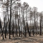 Pinos quemados en montes de la Valdería.
