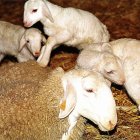 Corderos y una oveja en una explotación ovina.