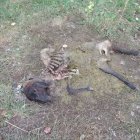 Restos de un caballo atacado por el oso en Caboalles.