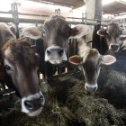 Una granja de vacas en el pueblo leonés de Las Bodas.