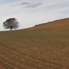 Un campo sembrado de cereal en San Adrián del Valle. El cereal ha tenido un buen año de cosecha.