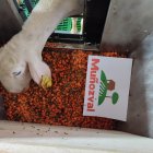 Una oveja comiendo en un comedero automático