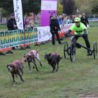 Una práctica de mushing durante una carrera.
