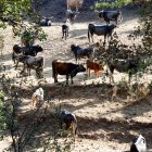 Ganado afectado por los incendios de este verano.
